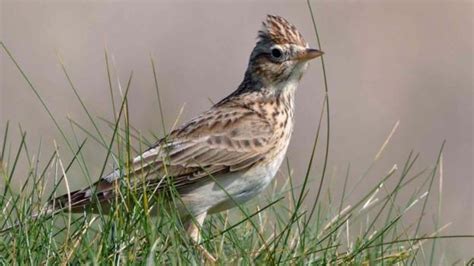 Work begins on creating £7.3m Sandlilands wildlife haven .